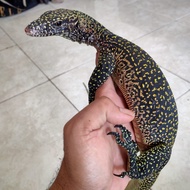 biawak varanus doreanus jayapura medium orange phase no salvator tegu