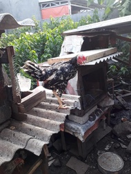 Induk Ayam Birma - Telur Biru ASLI 100%