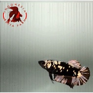 Top IKAN HIAS CUPANG AVATAR BLACK GOLD. Betina Female - 01