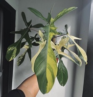 bonggol philodendron Florida varigata