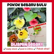 Rina • pokok bebaru bulu • sea hibiscus tiliaceus tanaman tumbuhan hidup live outdoor plant jenis be