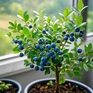 [1.30,000 People Collection] Blueberry Fruit Seedling Blueberry Seedling Earth Planting Fruit Seedli