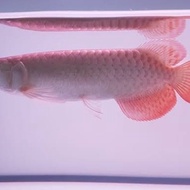 bergaransi ikan hias arwana silver red size 17-20cm berkualitas