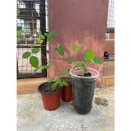 Anak Pokok Bunga Telang Biru (Butterfly Pea Flower)