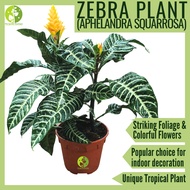 [Local Seller] Zebra Plant Houseplant Indoor Outdoor Plant Pot Size 15 cm | The Garden Boutique - Live Plant