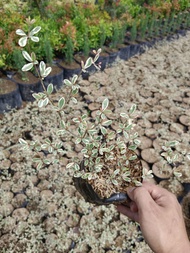 African Talisay Variegated