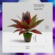 Red Aglaonema Plant Synthetic Aplant929