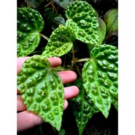 Begonia Dracopelta