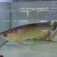 IKAN HIAS ARWANA GOLDEN RED 40CM MUSCANTIKAA