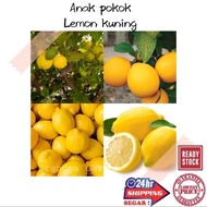 (GG real plant) anak pokok lemon kuning ^ cepat berbuah hybrid premium top quality kebun fruits sedap manis buah limau