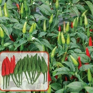 15 Benih Biji Cabe Rawit santika f1