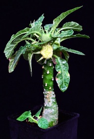 105 琉桑 Dorstenia / 另售龜甲龍、索馬里葡萄甕、念珠橄欖