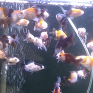 ikan mas koki baby panda 3 color