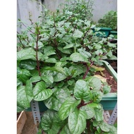 Purple Malabar spinach seeds 50 seeds