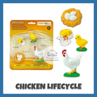 Safari Chicken Life Cycle