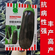 Benih Terung BBQ Hijau Dominan Kulit Hitam Batang Tebal Ungu Hitam Benih Terung Panjang BBQ Terung L