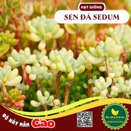 Europe Mix Drought Resistant Sedum Stone Lotus Seeds