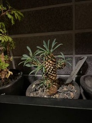 多肉植物 鐵甲麒麟