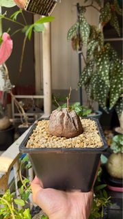塊根植物 特別個體雙芽點南非龜甲龍
