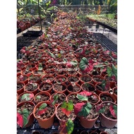 ◐◈Caladium Cat Tumpah Daun Bulat/Caladium Red Beret/Keladi Thailand/Pot 120/Bunga Hidup