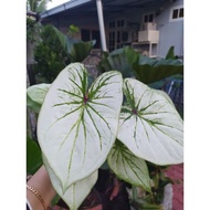 Rare Caladium/Keladi Thailand/Keladi Hiasan