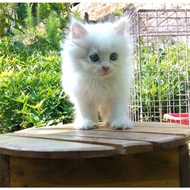 (WHITE FEATHER) MEDIUM PERSIAN KITTEN CAT ANGGORA MALE FEMALE CAT FLATNOSE PEAKNOSE HAIRHIMALAYA Kap