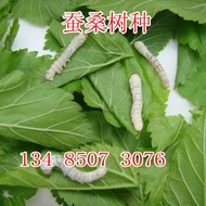 High-Yield Breeding Grass Mulberry Seeds Grafting Big Leaf Mulberry Mulberry Seeds Farm Mulberry Fruit Mulberry Strong M