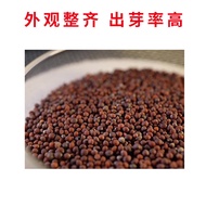 Four Seasons Cream Cabbage Seeds Small Cabbage Seeds Heat-Resistant Cabbage Seeds Balcony Vegetable 