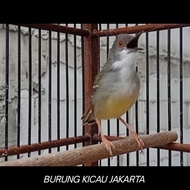 CIBLEK SEMI GACORAN ( MULUS )