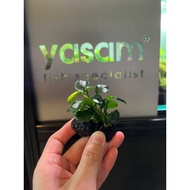 YASAM - Anubias coin nana on stone plant approx 6-8cm height