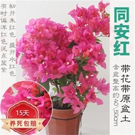 Bougainvillea Potted Plant with Flowers, Green Cherry Climbing Vine, Old Pile, Double-Leaf Red Vine, Large Seeding Everb