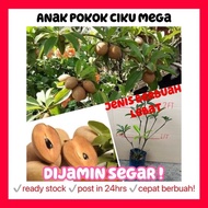 Rina • anak pokok ciku mega • dijamin segar fruit sapling Malaysia buah besar cepat berbuah lebat ga