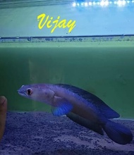 CHANNA RED BARITO BIG SIZE - IKAN HIAS SNAKEHEAD FISH GRT464R