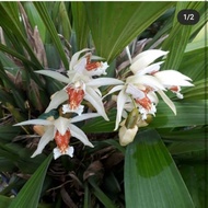 Anggrek Coelogyne Asperata dewasa || Anggrek Coelogyne