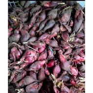 Piapia/dayak Onion