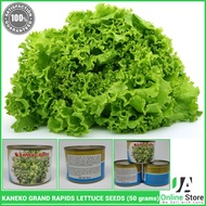 Kaneko Grand Rapids Lettuce Seeds 50 grams
