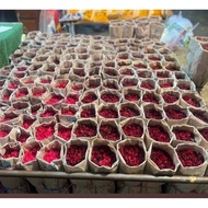 Thai Roses 50 Per Pack