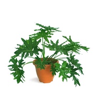 Split Leaf Philodendron, Philodendron selloum, Philodendron 'Hope' (0.7m) - Lush leaves for shady ar