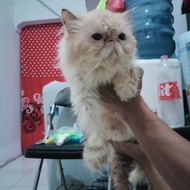 kucing peaknose betina longhair