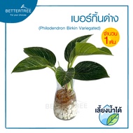 เบอร์กิ้นด่าง(จำนวน 1 ต้น) เลี้ยงน้ำได้ Philodendron Birkin Variegated  ไม้ฟอกอากาศ