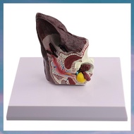 (XCTS) Dog Ear Lesion Animal Anatomy Model Veterinary Science Auxiliary Teaching Canines Research Di