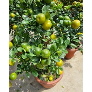 CNY Approx 0.9m / 1.2m Dragon Heart Lime Orange Chinese New Year House Home Potted Plant Gardening L