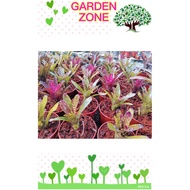 Bromeliad Mini plant Pokok Hidup [Random Pick]