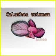 ◪ ✙ ☼ Calathea crimson (please read description)