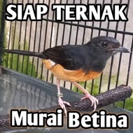 MURAI BETINA MEDAN/MURAI BATU MEDAN