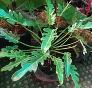 Philodendron Xanadu House plant - Free garden soil plastic pot and marble chip pebbles
