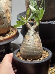 產地 象牙宮（Pachypodium rosulatum var. gracilius）