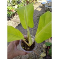 Philodendron Malay gold / life plant 🌱