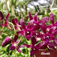 denro nắng Hiroshi chậu f12 trưởng thành