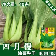 好姐姐丶小油菜種籽青菜種子 種籽小白菜種子 種籽小油菜種子 種籽蔬菜種子 種籽菜種菜籽fyc